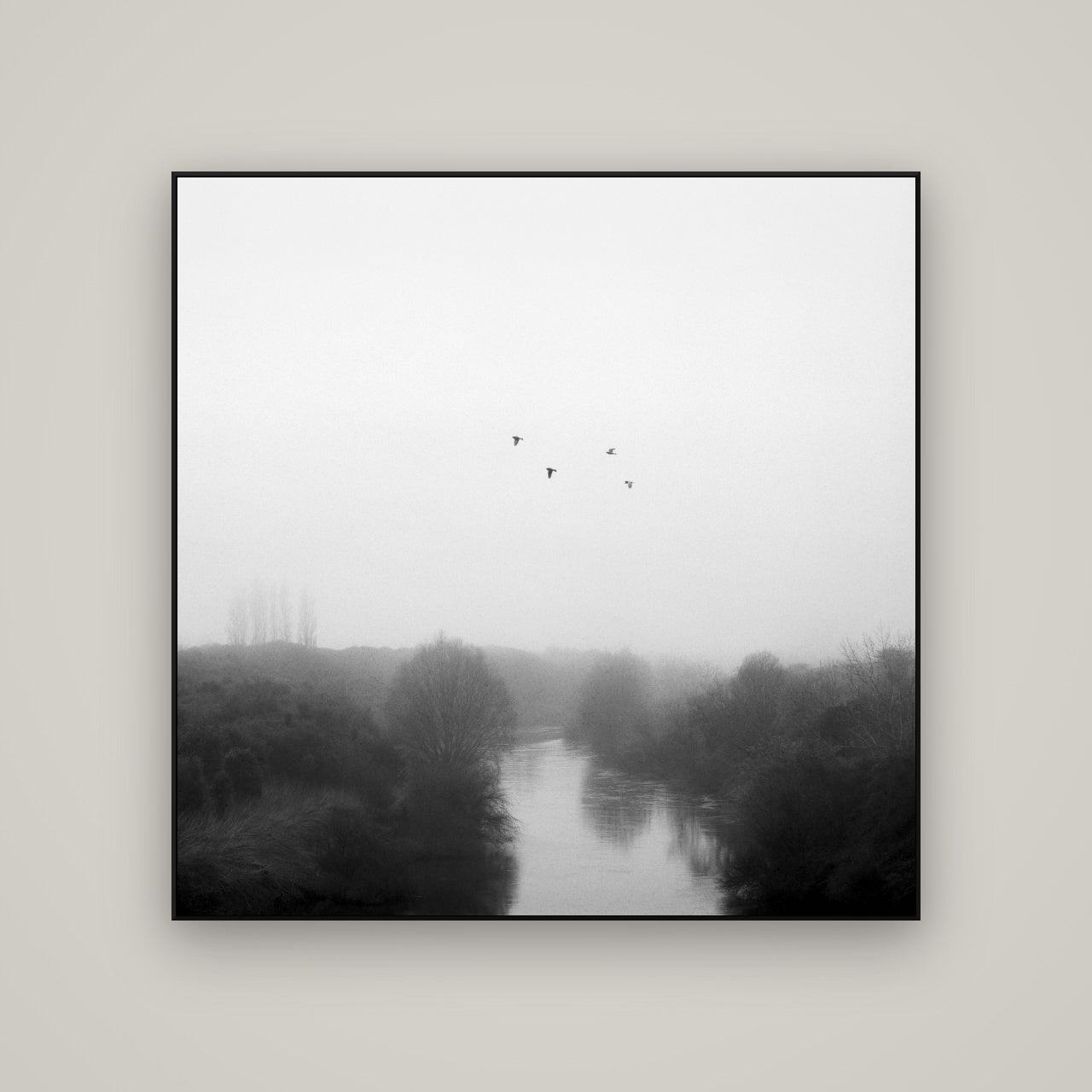 Graceful Flyby, Waikato — ArtBox Black, 120×120 cm. New Zealand fine art wall art by Stephen Milner.