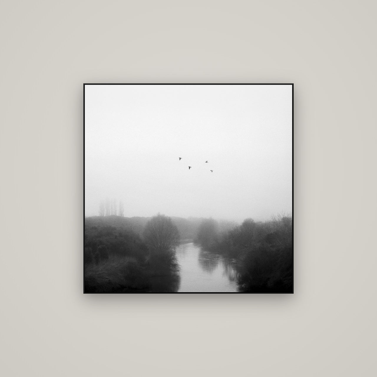 Graceful Flyby, Waikato — ArtBox Black, 80×80 cm. New Zealand fine art wall art by Stephen Milner.