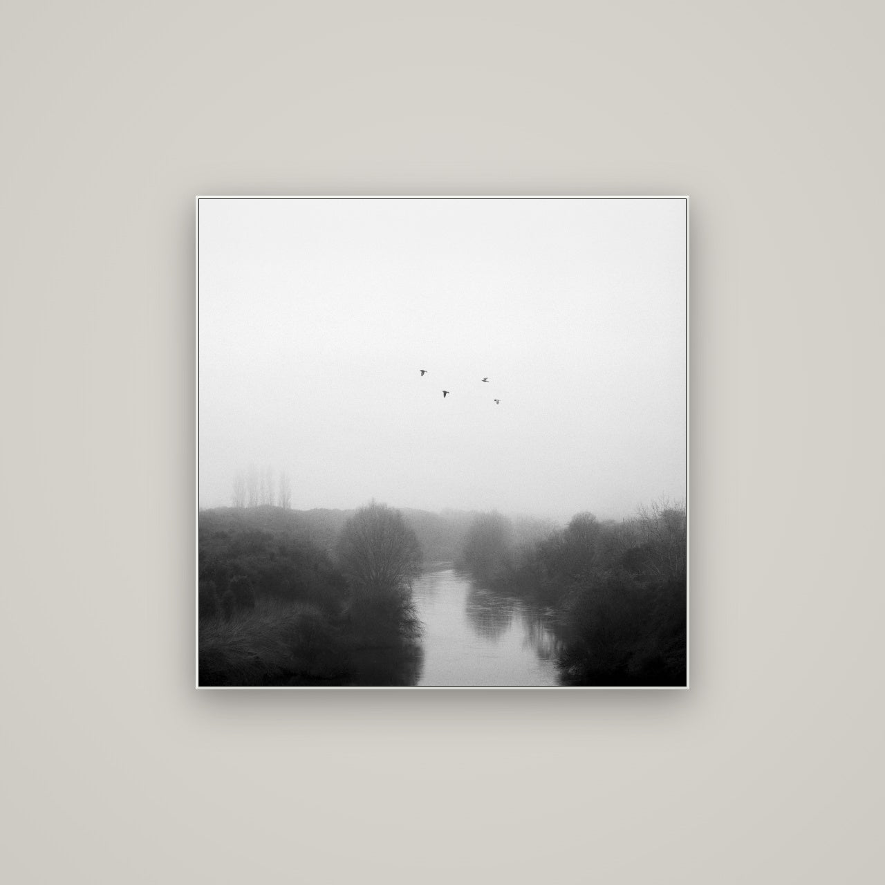 Graceful Flyby, Waikato — ArtBox White, 80×80 cm. New Zealand fine art wall art by Stephen Milner.