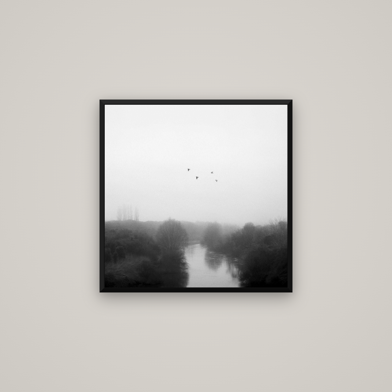 Graceful Flyby, Waikato — Basel Black Matte, 60×60 cm. New Zealand fine art wall art by Stephen Milner.