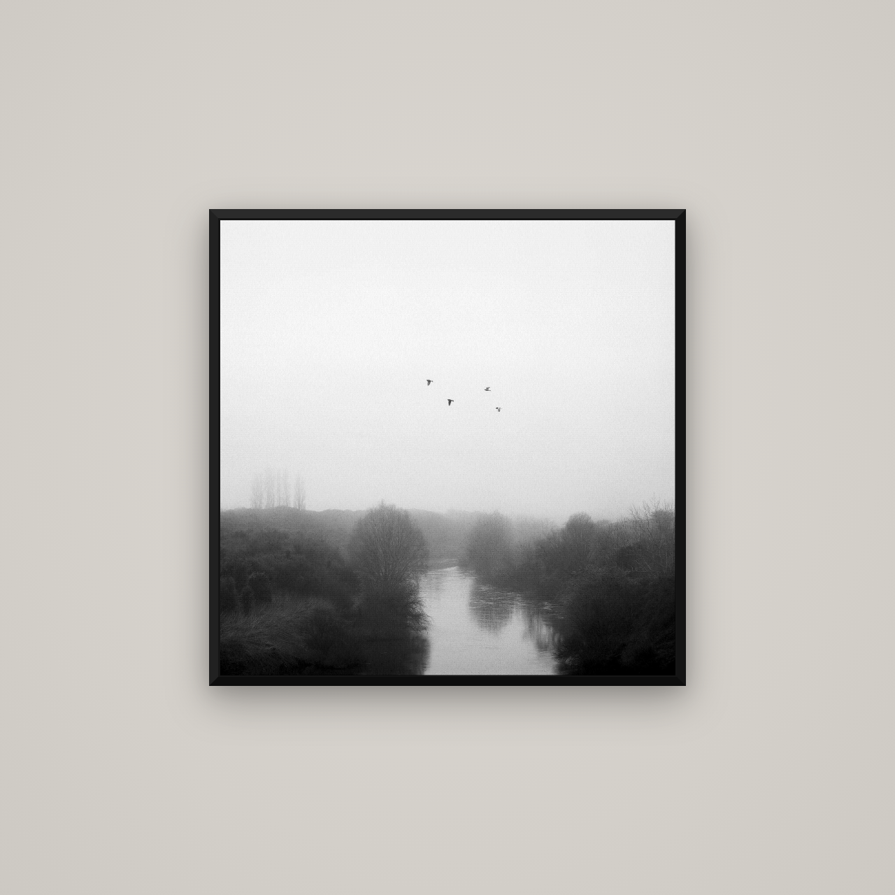 Graceful Flyby, Waikato — Basel Black Matte, 70×70 cm. New Zealand fine art wall art by Stephen Milner.