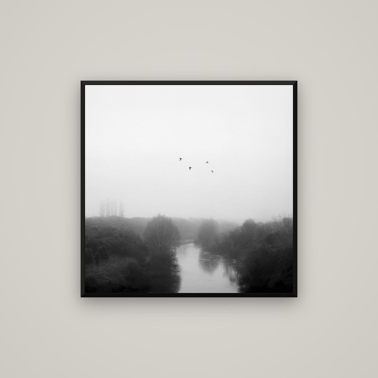 Graceful Flyby, Waikato — Basel Black, 80×80 cm. New Zealand fine art wall art by Stephen Milner.