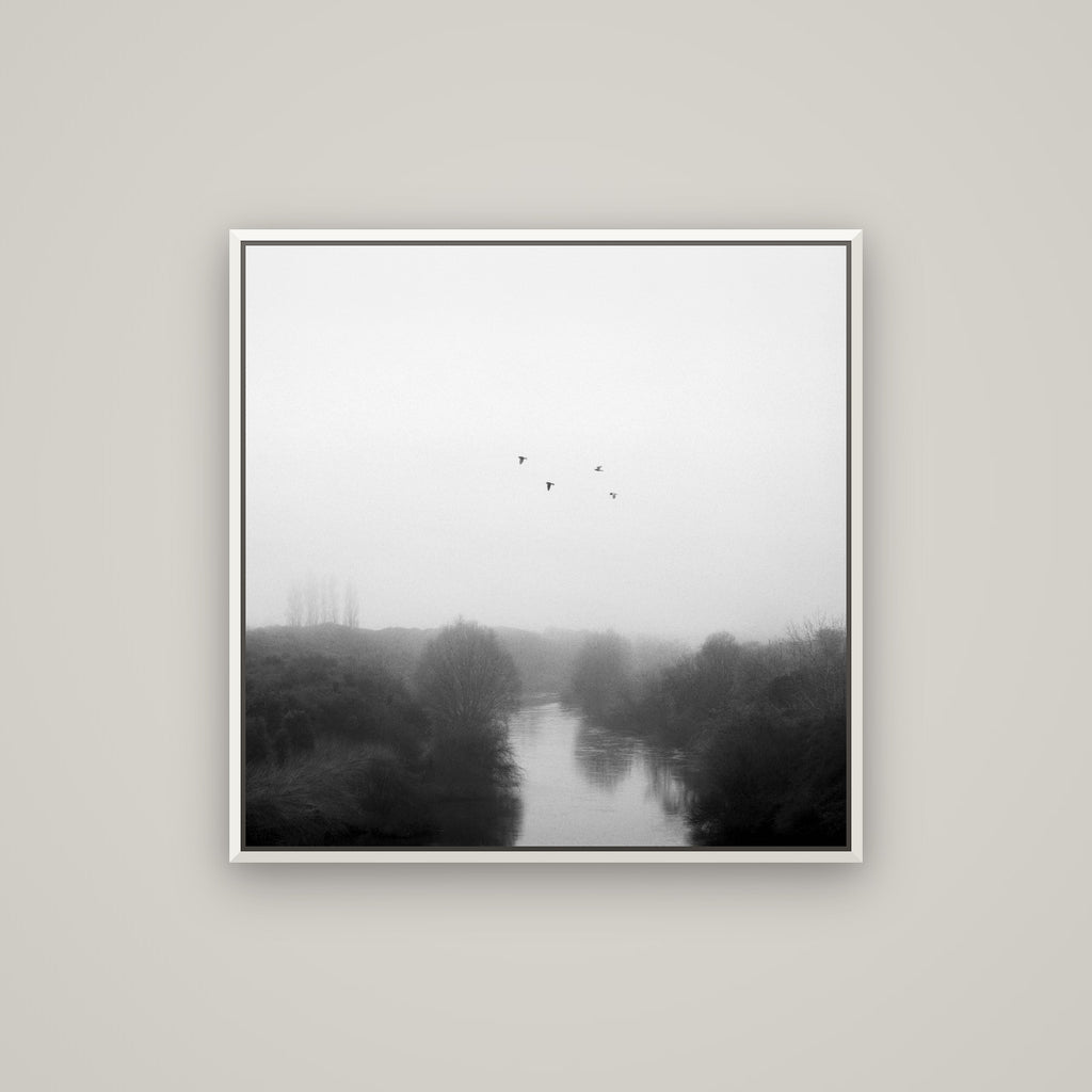 Graceful Flyby, Waikato — Basel White, 80×80 cm. New Zealand fine art wall art by Stephen Milner.