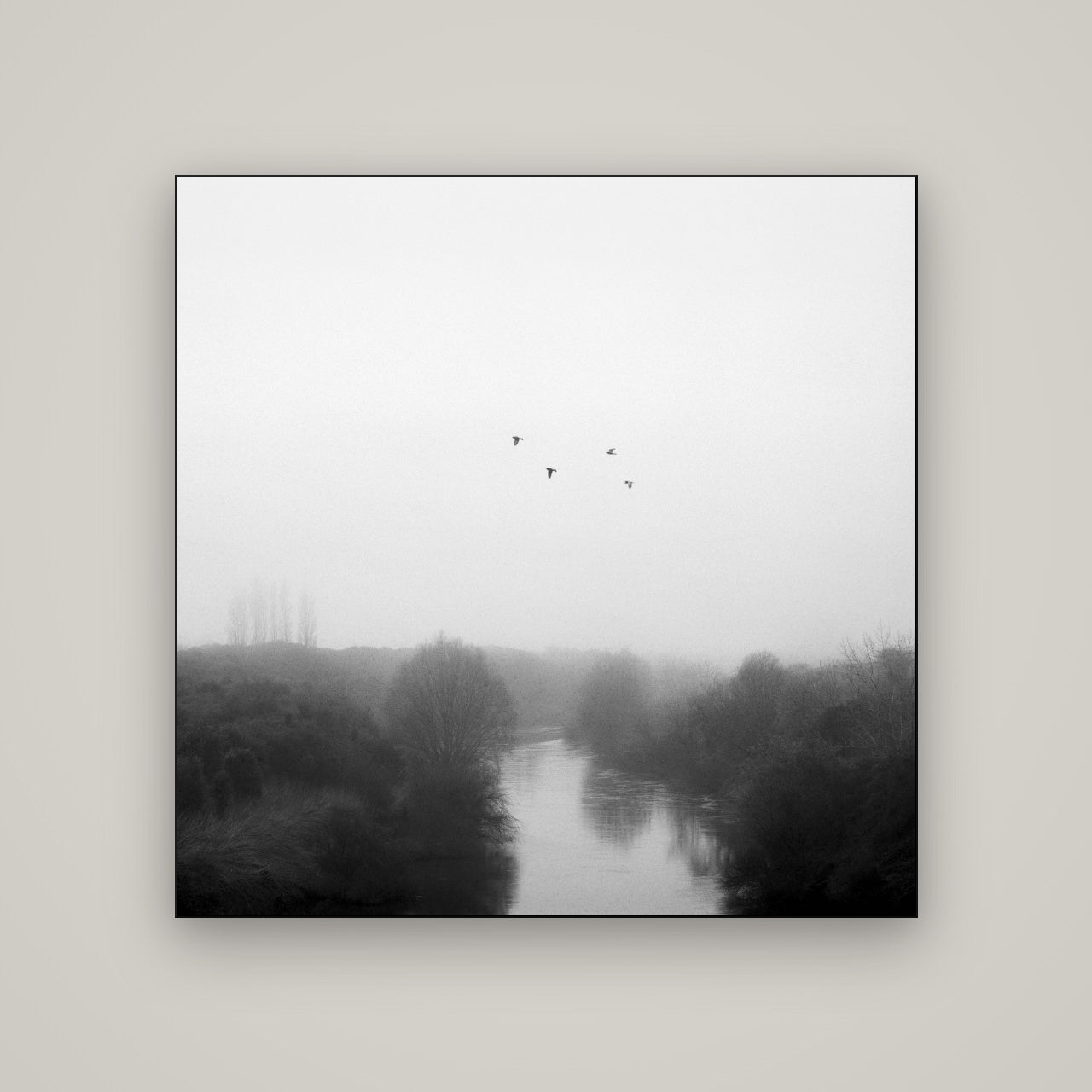 Graceful Flyby, Waikato — Slimline Black, 120×120 cm. New Zealand fine art wall art by Stephen Milner.