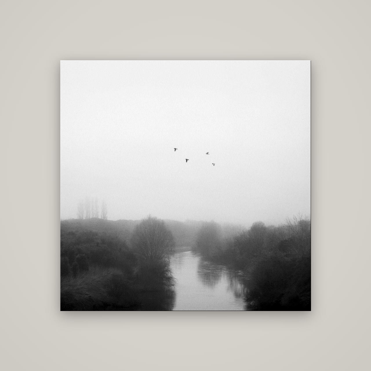 Graceful Flyby, Waikato — No frame, 120×120 cm. New Zealand fine art wall art by Stephen Milner.