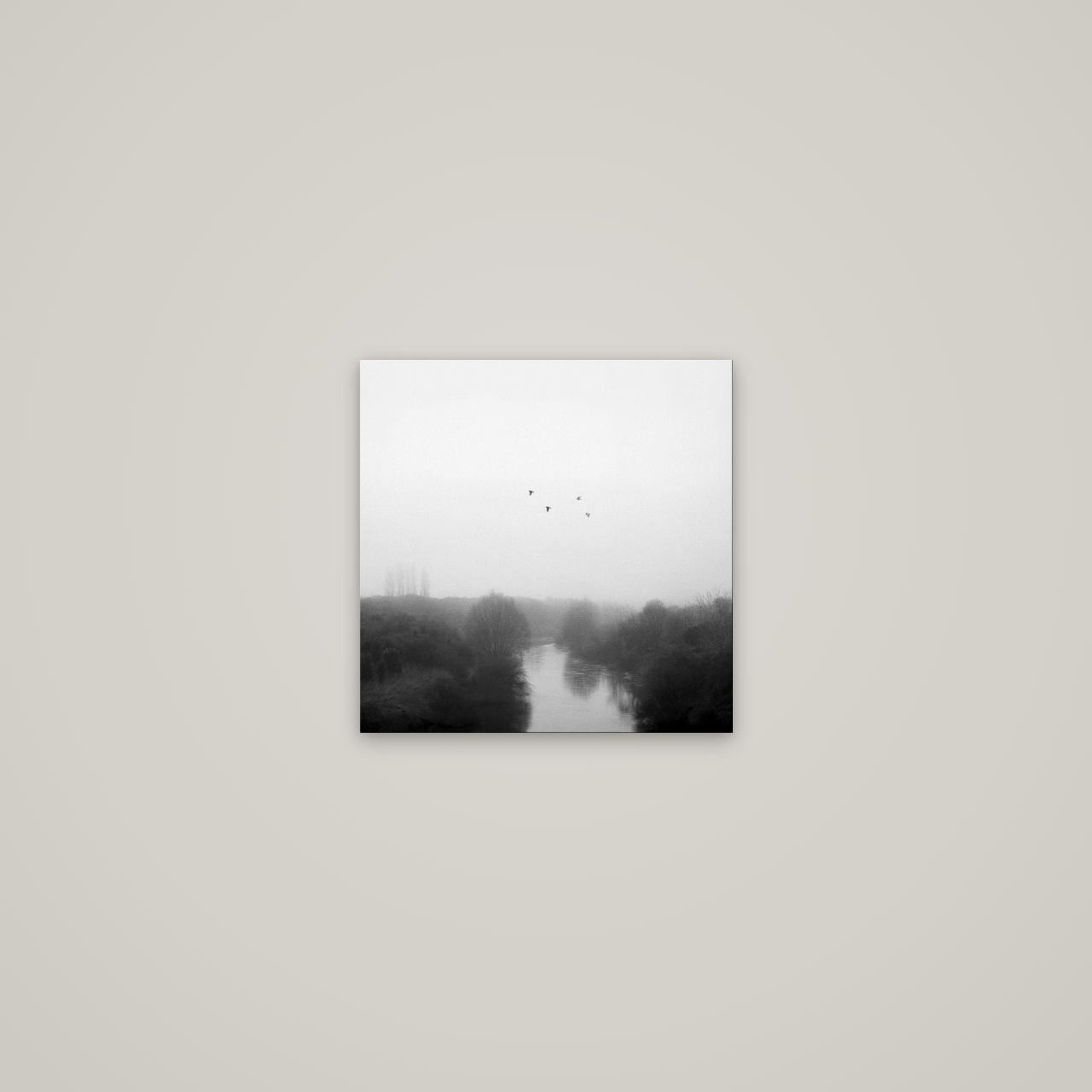Graceful Flyby, Waikato — No frame, 30×30 cm. New Zealand fine art wall art by Stephen Milner.