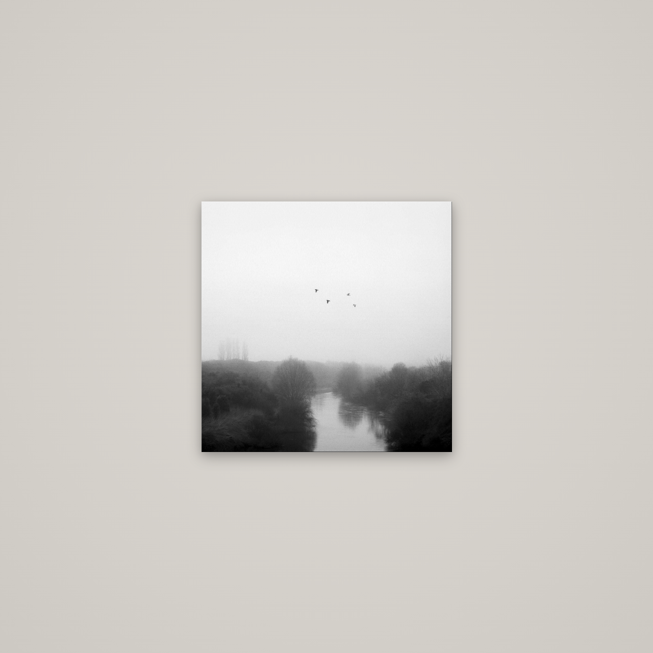 Graceful Flyby, Waikato — No frame, 40×40 cm. New Zealand fine art wall art by Stephen Milner.
