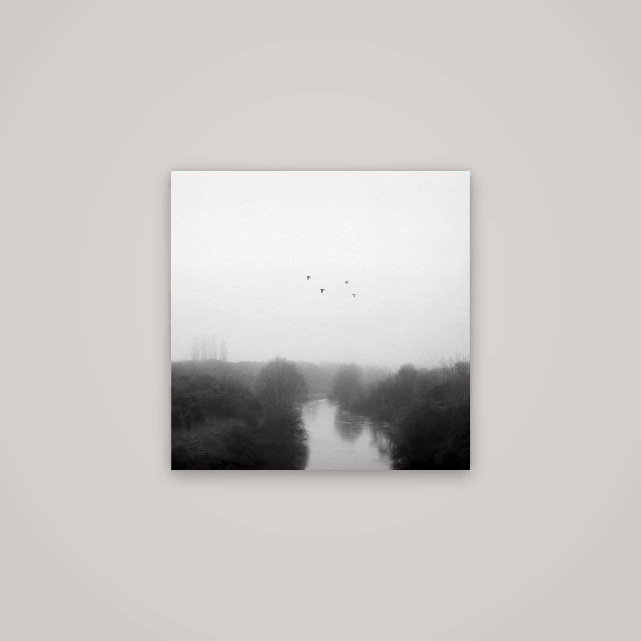 Graceful Flyby, Waikato — No frame, 60×60 cm. New Zealand fine art wall art by Stephen Milner.