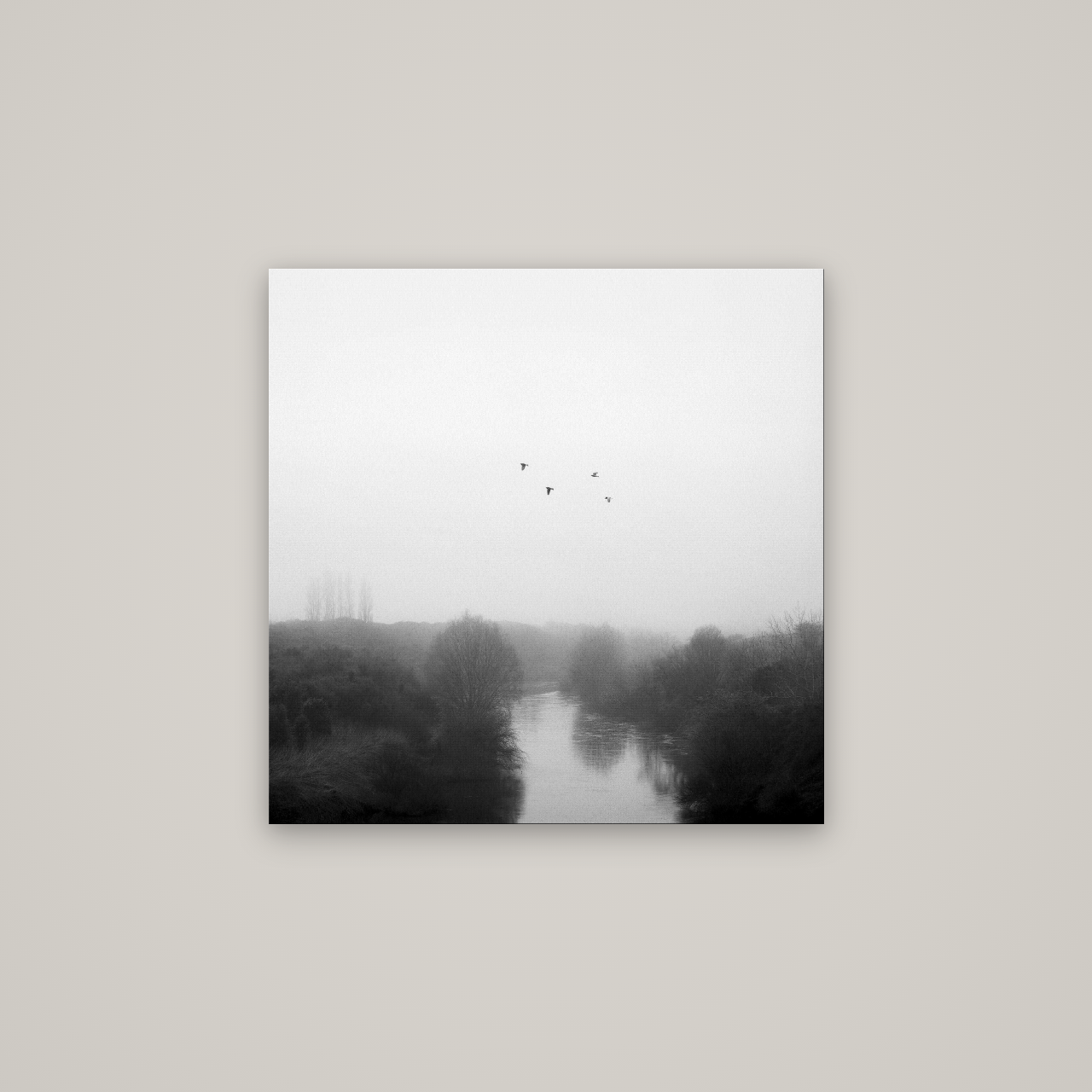Graceful Flyby, Waikato — No frame, 70×70 cm. New Zealand fine art wall art by Stephen Milner.