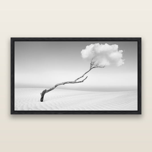 Holding On, Pouto Peninsula, black and white framed metallic canvas print, Black frame. New Zealand fine art wall art by Stephen Milner.
