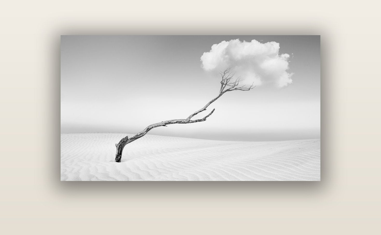 Holding On, Pouto Peninsula — acrylic glass print, 122 × 61 cm. New Zealand fine art landscape wall art by Stephen Milner.