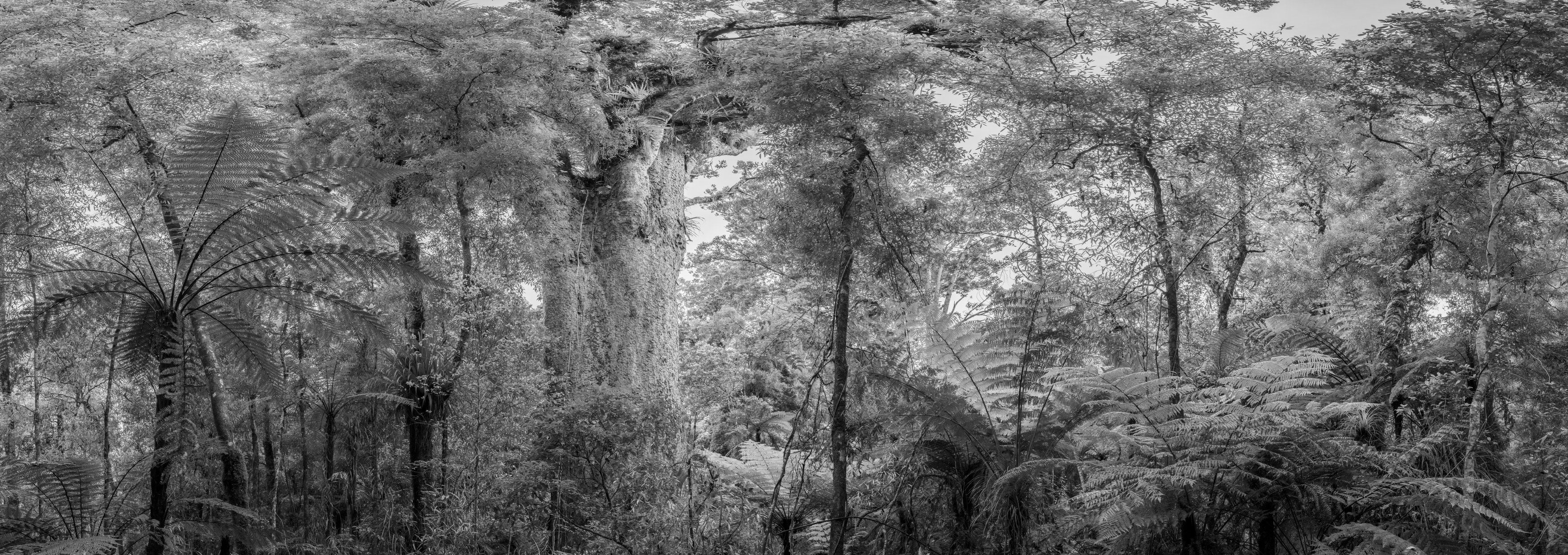 Inside The Quiet Country: ancient kauri at Dargaville across a double page