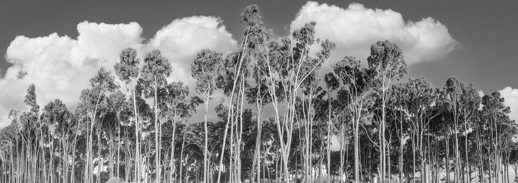 Inside The Quiet Country: rimu forest at Bruce Bay across a double page