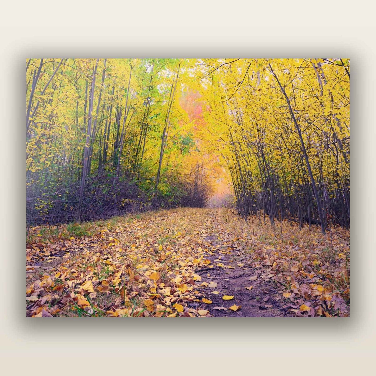 Leafy Lanes, Mackenzie Country — frameless acrylic glass print. New Zealand fine art landscape photography by Stephen Milner.