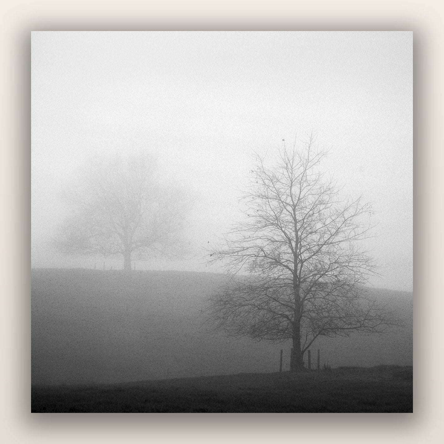 Misty Encounter, Waikato — frameless acrylic glass print. New Zealand fine art landscape photography by Stephen Milner.