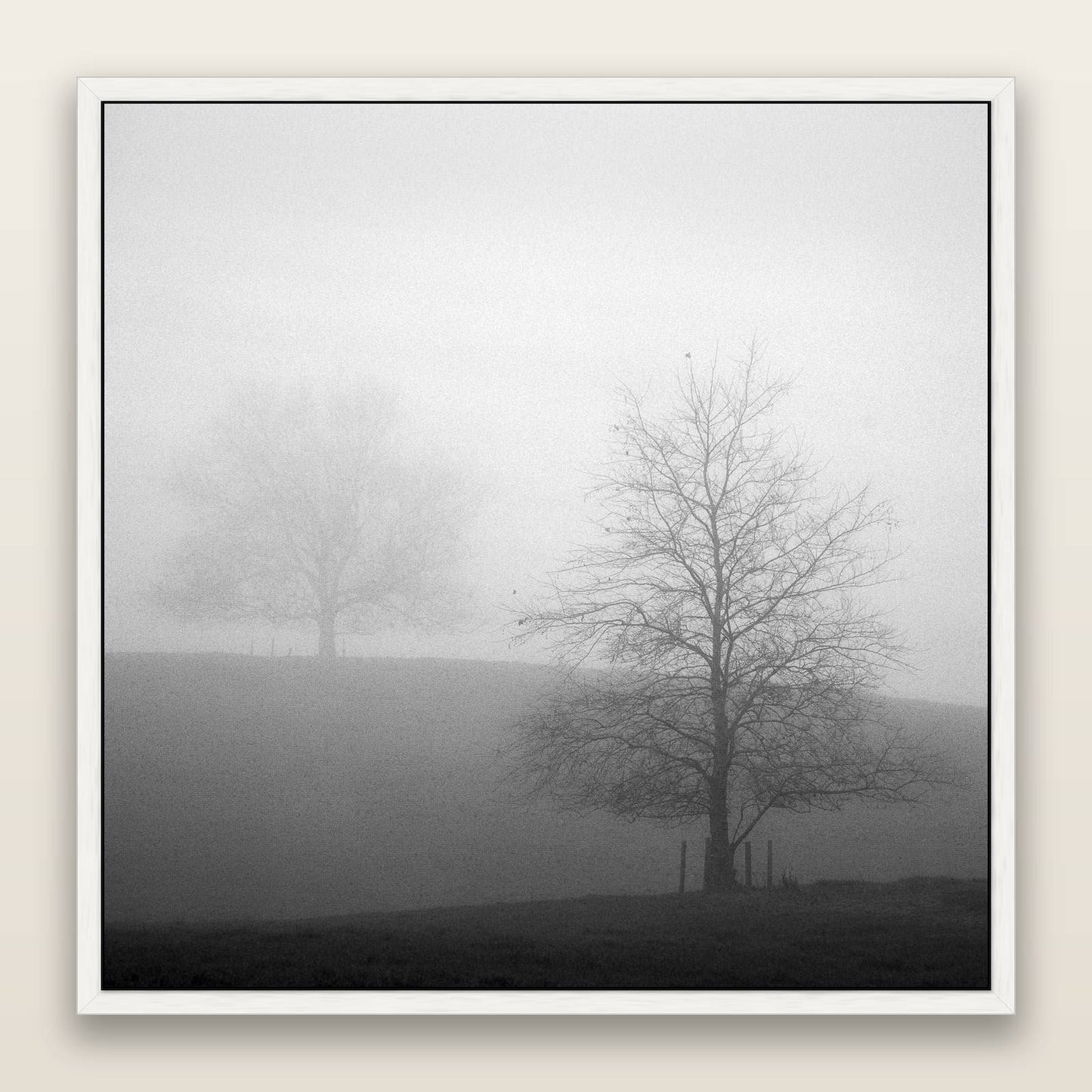 Misty Encounter, Waikato — framed metallic canvas print, White frame. New Zealand fine art landscape wall art by Stephen Milner.