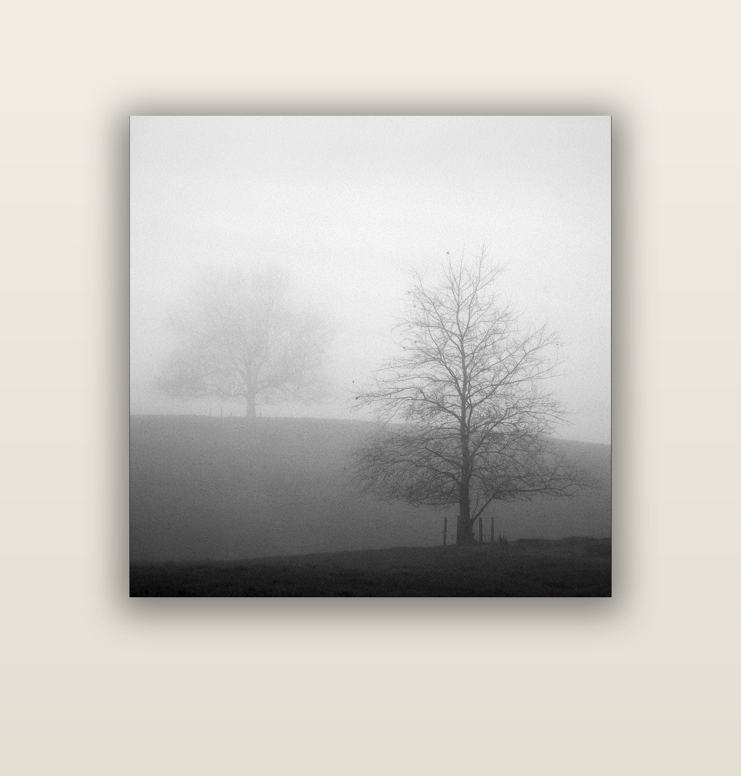 Misty Encounter, Waikato — acrylic glass print, 112 × 112 cm. New Zealand fine art landscape wall art by Stephen Milner.