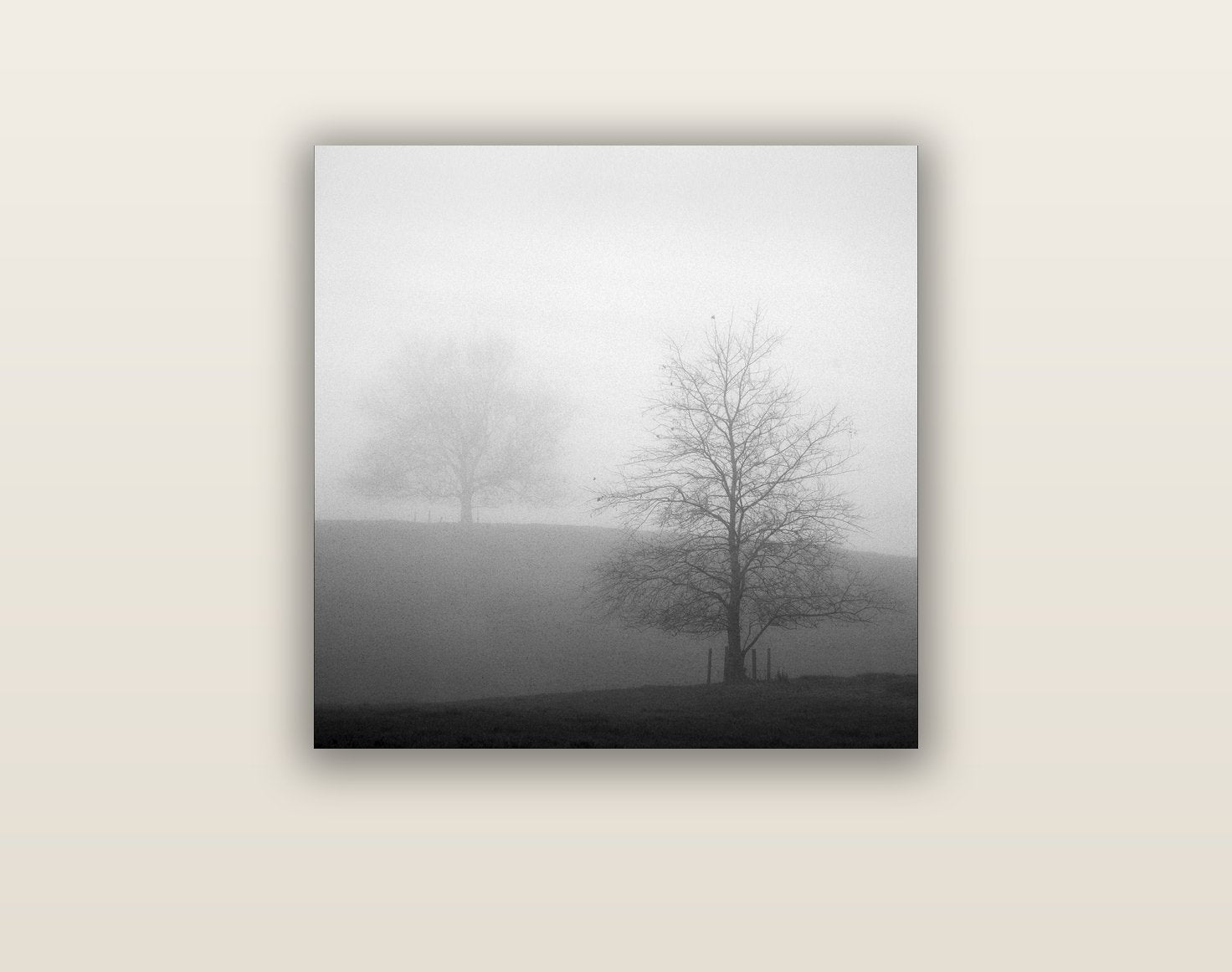 Misty Encounter, Waikato — acrylic glass print, 61 × 61 cm. New Zealand fine art landscape wall art by Stephen Milner.
