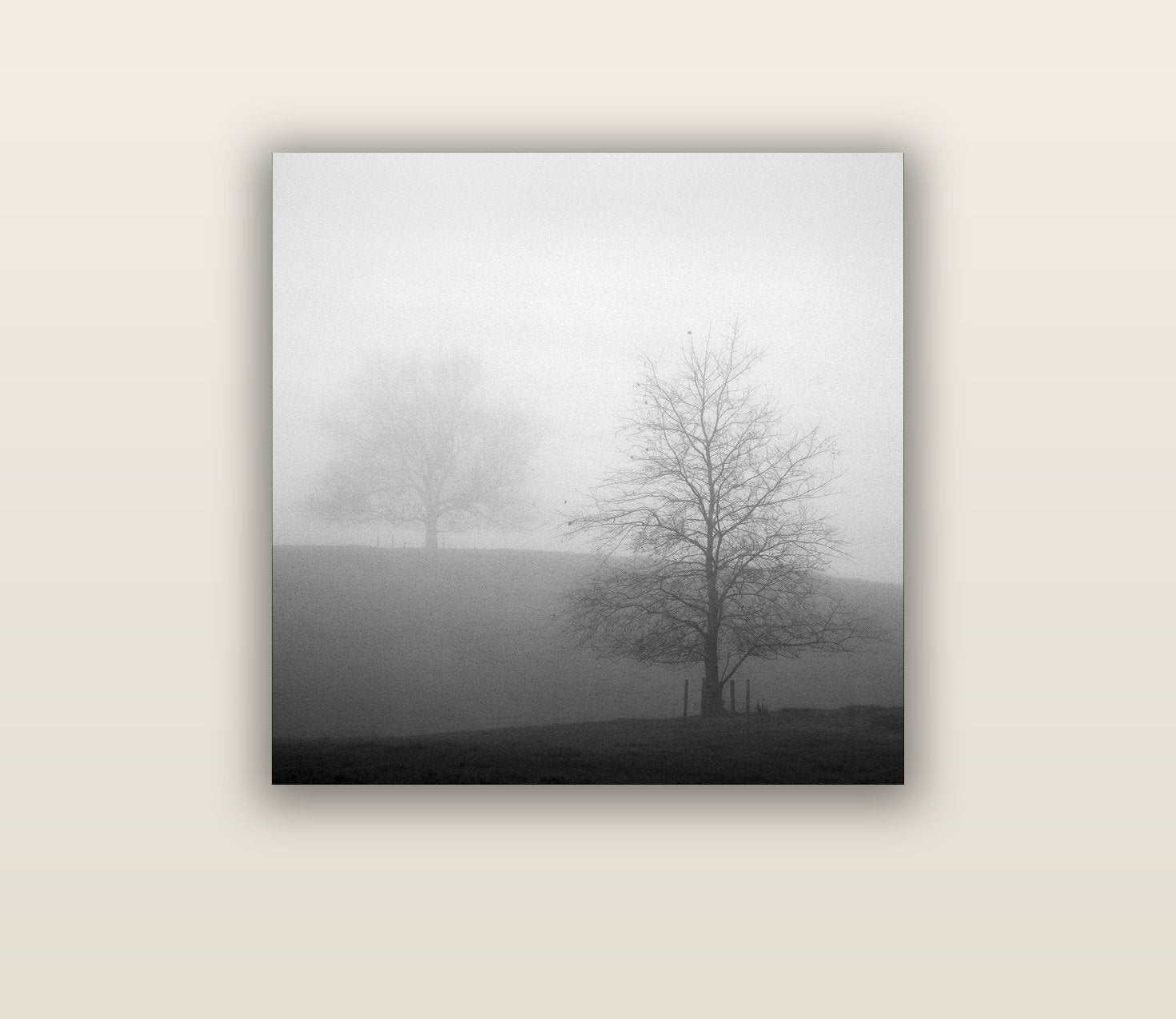 Misty Encounter, Waikato — acrylic glass print, 76 × 76 cm. New Zealand fine art landscape wall art by Stephen Milner.