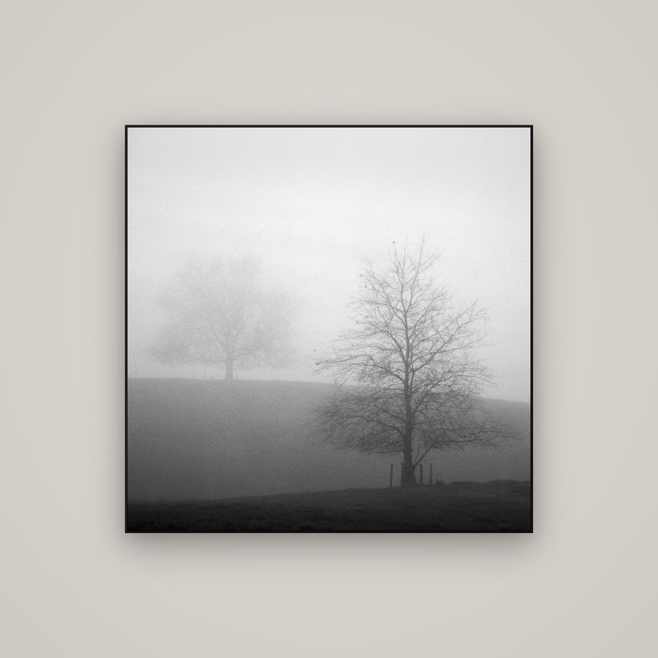 Misty Encounter, Waikato — ArtBox Black, 100×100 cm. New Zealand fine art wall art by Stephen Milner.