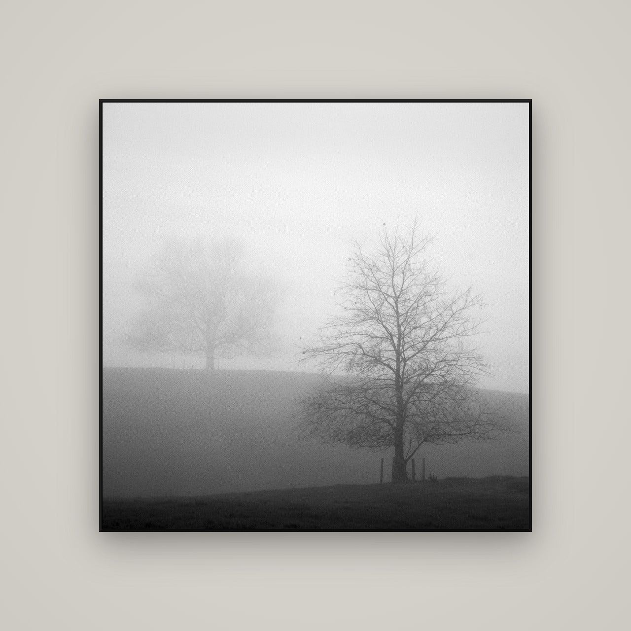 Misty Encounter, Waikato — ArtBox Black, 120×120 cm. New Zealand fine art wall art by Stephen Milner.