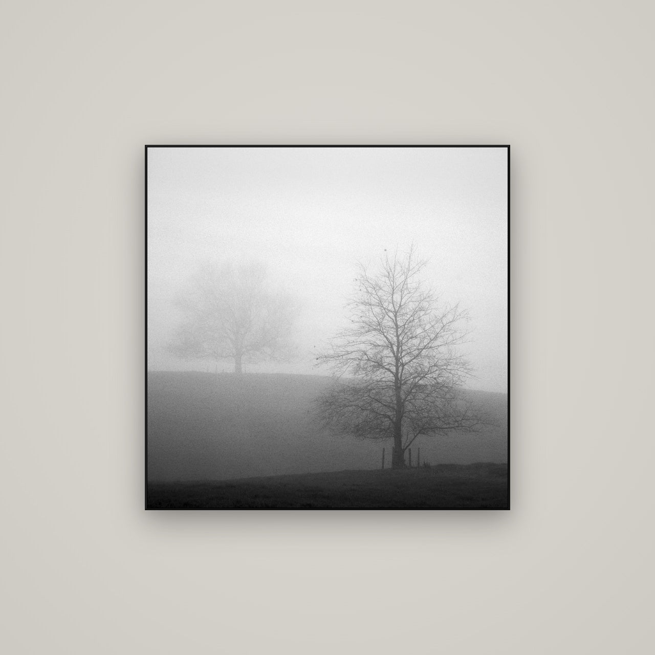 Misty Encounter, Waikato — ArtBox Black, 80×80 cm. New Zealand fine art wall art by Stephen Milner.