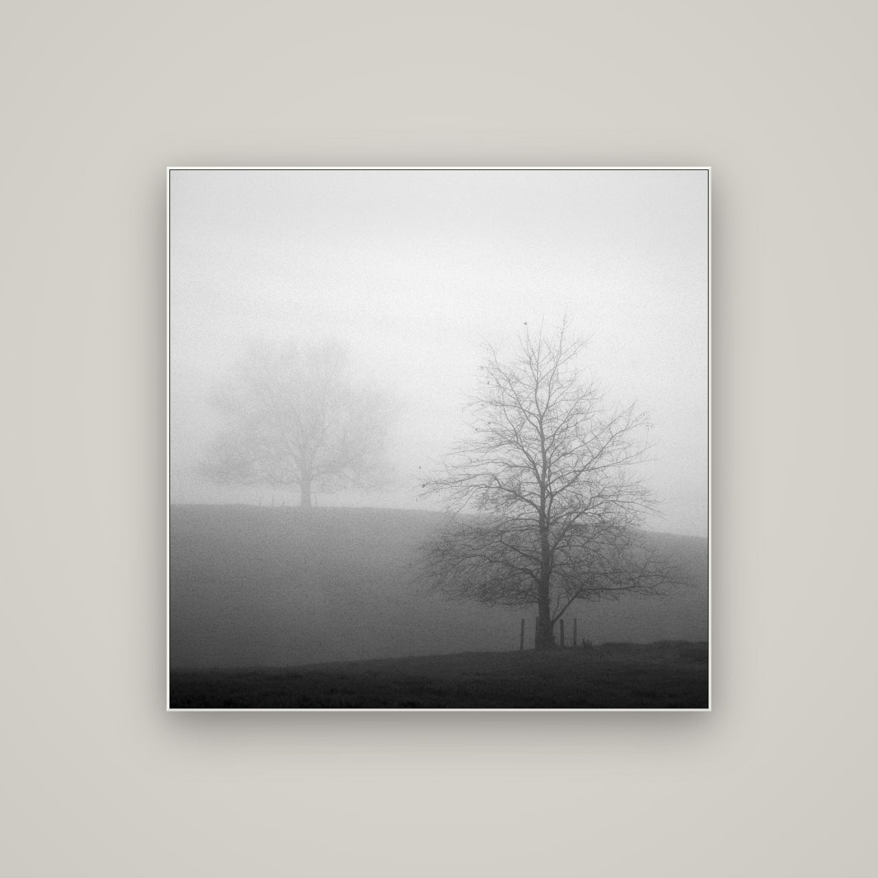 Misty Encounter, Waikato — ArtBox White, 100×100 cm. New Zealand fine art wall art by Stephen Milner.