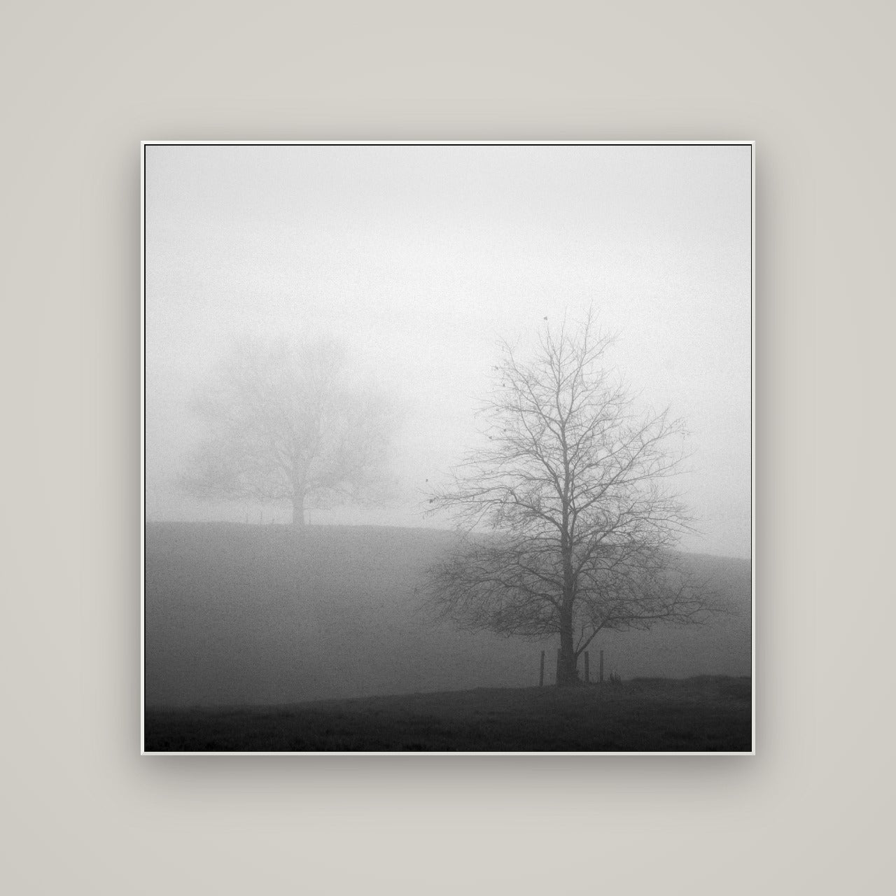 Misty Encounter, Waikato — ArtBox White, 120×120 cm. New Zealand fine art wall art by Stephen Milner.