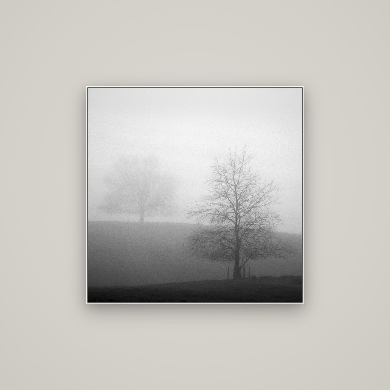 Misty Encounter, Waikato — ArtBox White, 80×80 cm. New Zealand fine art wall art by Stephen Milner.