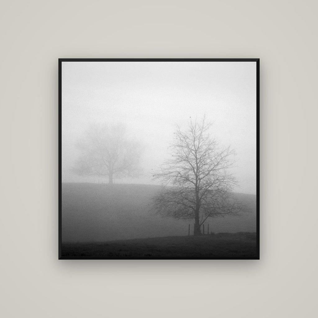 Misty Encounter, Waikato — Basel Black Matte, 100×100 cm. New Zealand fine art wall art by Stephen Milner.