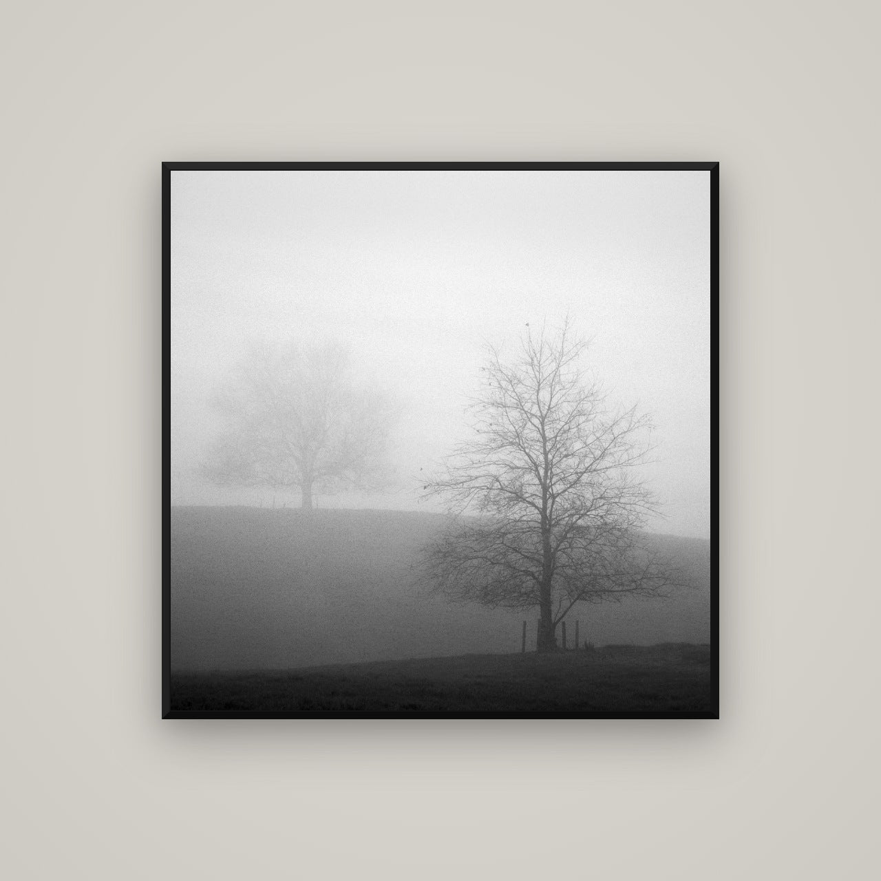 Misty Encounter, Waikato — Basel Black, 100×100 cm. New Zealand fine art wall art by Stephen Milner.