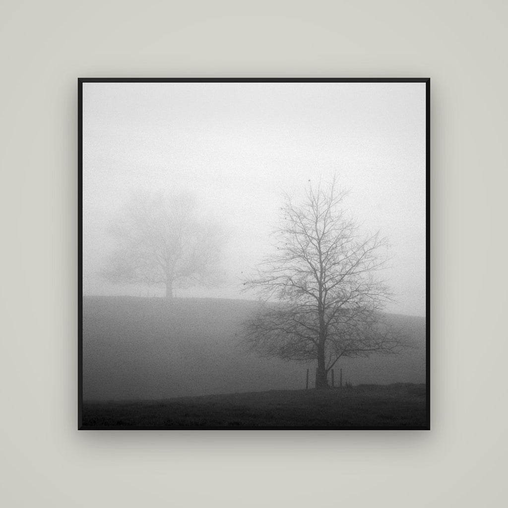 Misty Encounter, Waikato — Basel Black Matte, 120×120 cm. New Zealand fine art wall art by Stephen Milner.