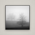 Misty Encounter, Waikato — Basel Black, 120×120 cm. New Zealand fine art wall art by Stephen Milner.