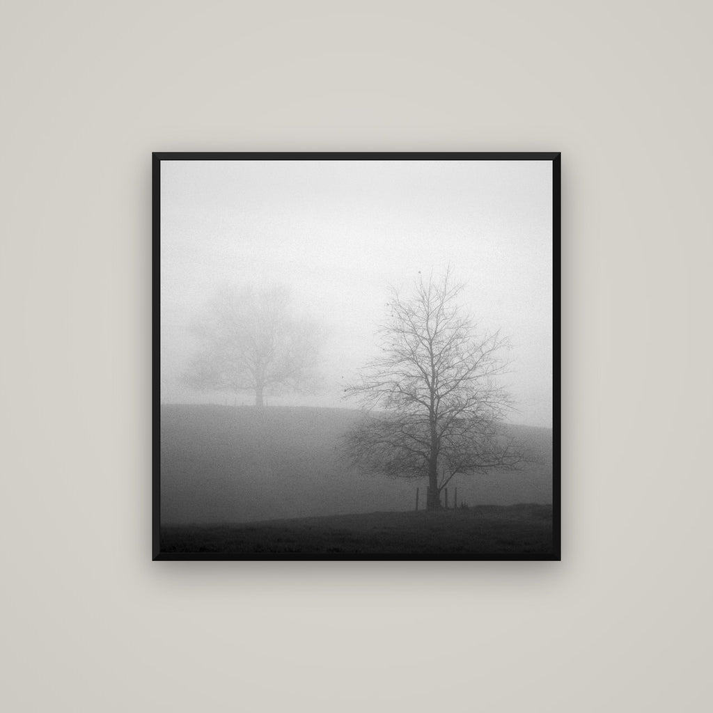 Misty Encounter, Waikato — Basel Black Matte, 80×80 cm. New Zealand fine art wall art by Stephen Milner.