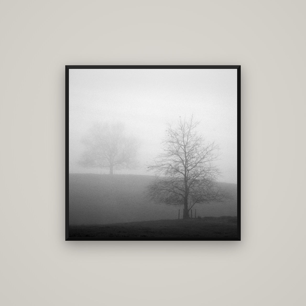 Misty Encounter, Waikato — Basel Black, 80×80 cm. New Zealand fine art wall art by Stephen Milner.