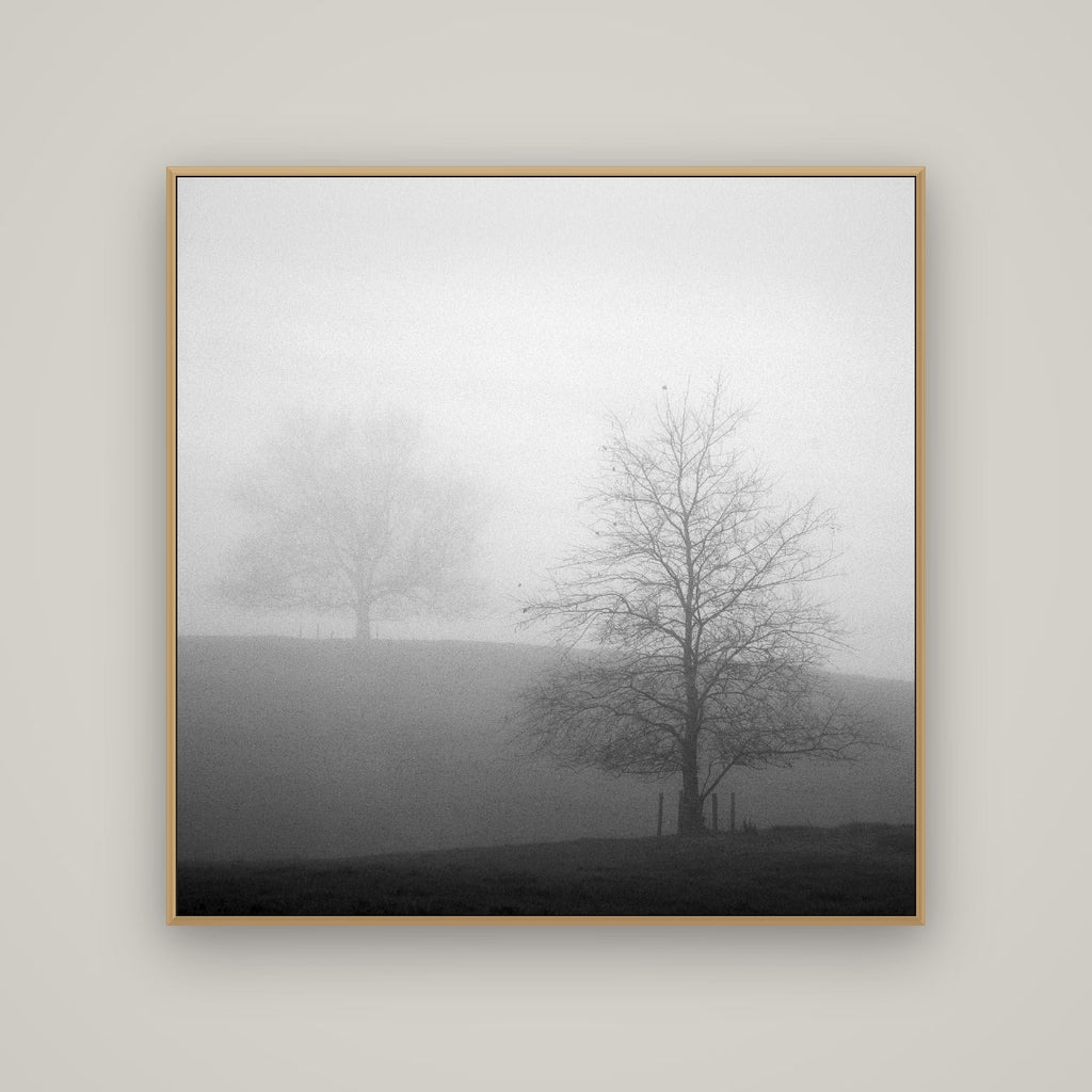 Misty Encounter, Waikato, Basel Natural Oak, 120×120 cm. New Zealand fine art wall art by Stephen Milner.
