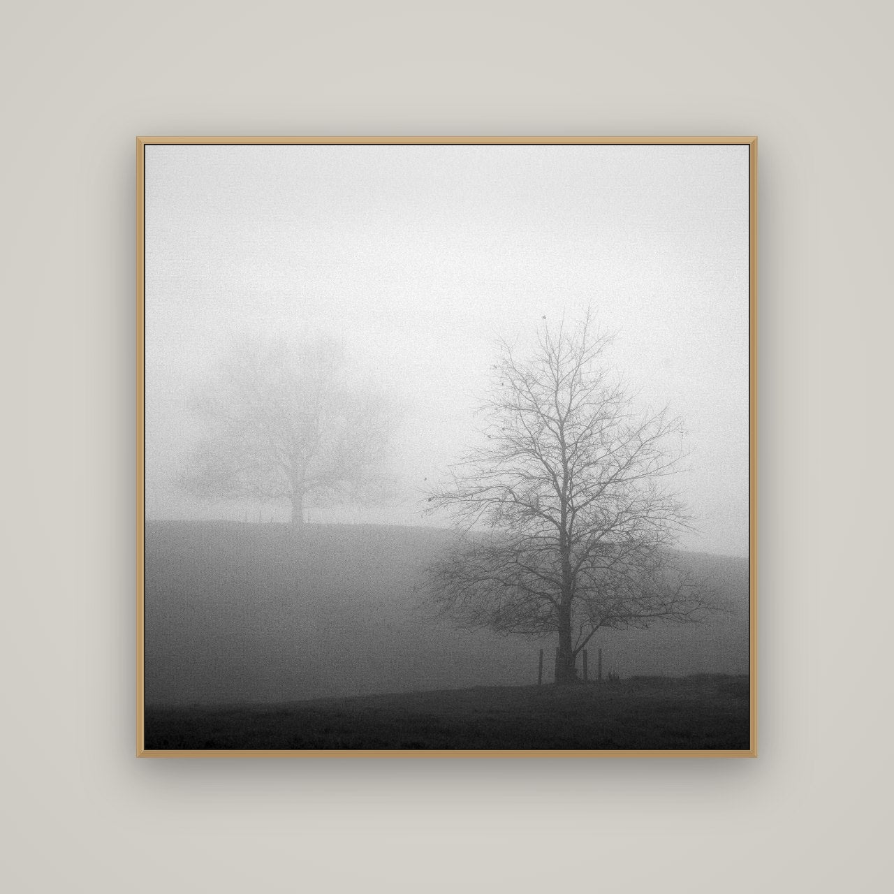 Misty Encounter, Waikato, Basel Natural Oak, 120×120 cm. New Zealand fine art wall art by Stephen Milner.