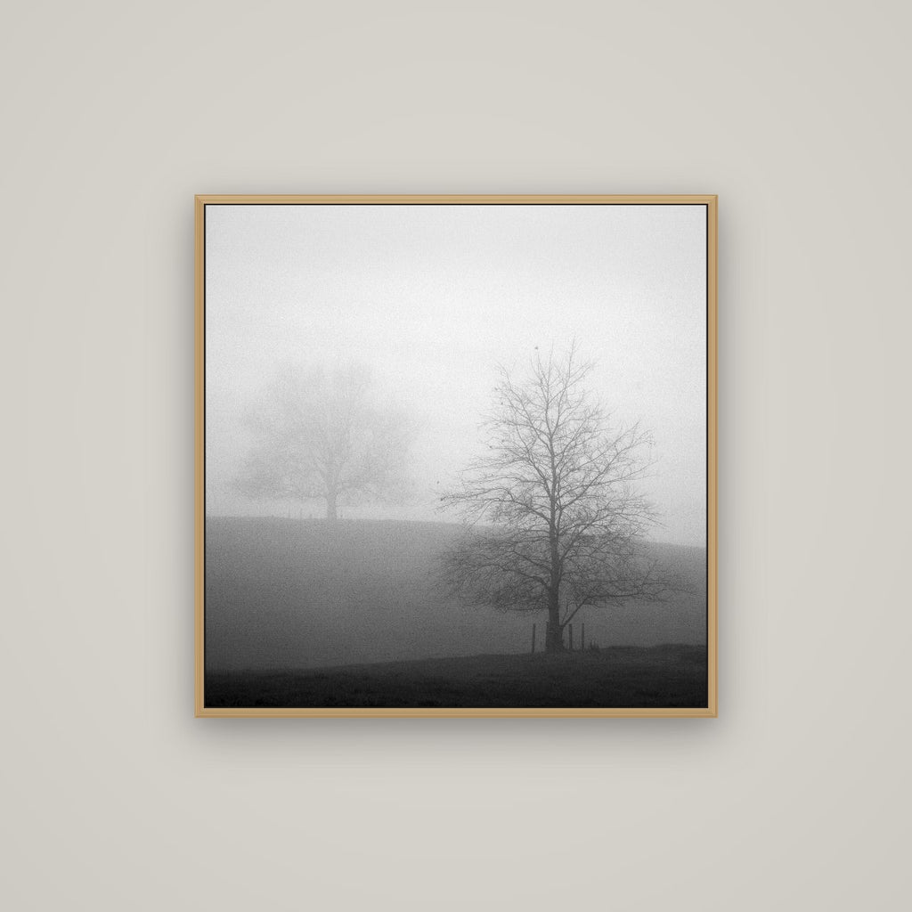 Misty Encounter, Waikato, Basel Natural Oak, 80×80 cm. New Zealand fine art wall art by Stephen Milner.
