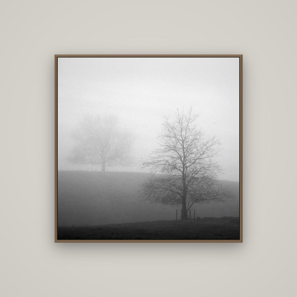 Misty Encounter, Waikato, Basel Walnut, 100×100 cm. New Zealand fine art wall art by Stephen Milner.
