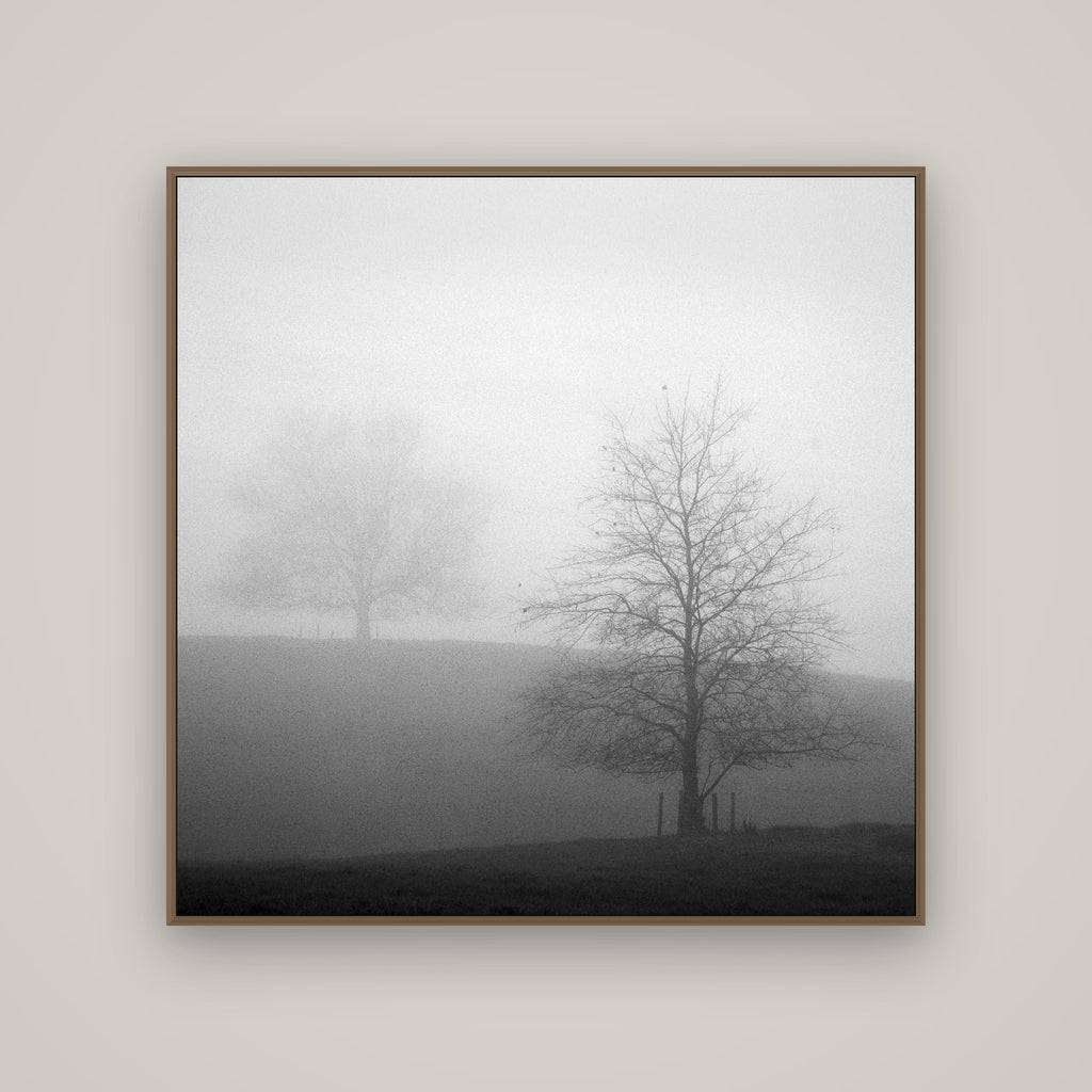 Misty Encounter, Waikato, Basel Walnut, 120×120 cm. New Zealand fine art wall art by Stephen Milner.