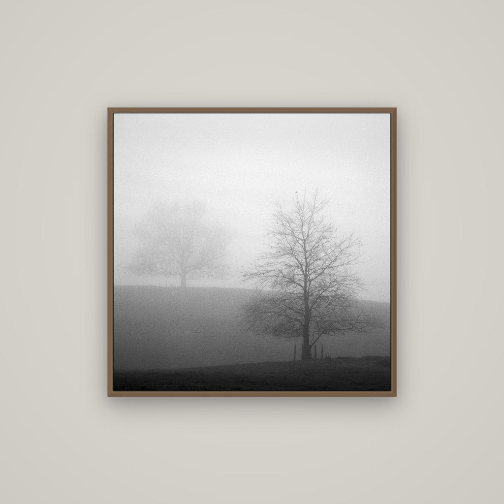 Misty Encounter, Waikato, Basel Walnut, 80×80 cm. New Zealand fine art wall art by Stephen Milner.