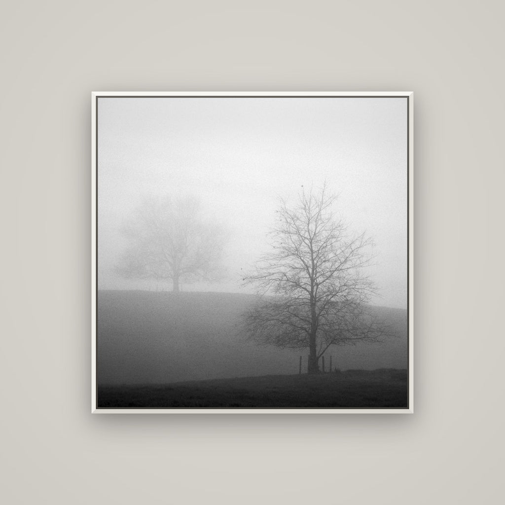 Misty Encounter, Waikato — Basel White, 100×100 cm. New Zealand fine art wall art by Stephen Milner.
