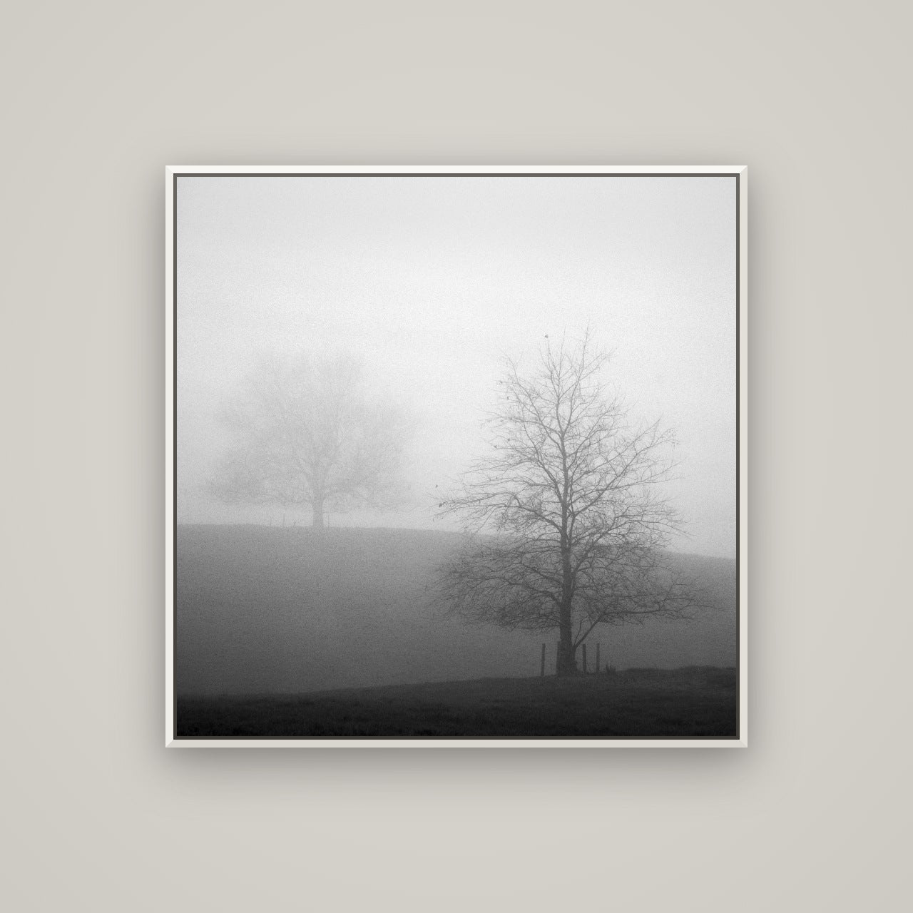 Misty Encounter, Waikato — Basel White, 100×100 cm. New Zealand fine art wall art by Stephen Milner.