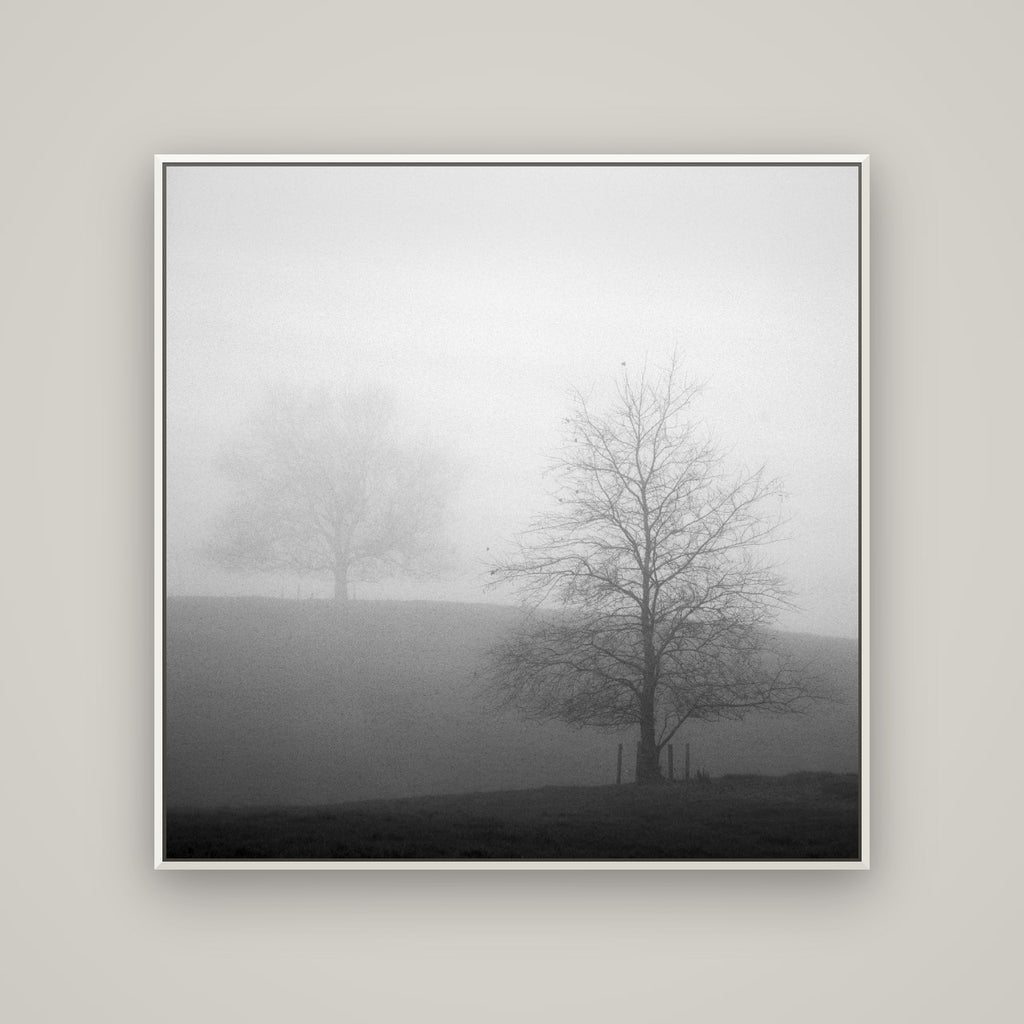 Misty Encounter, Waikato — Basel White, 120×120 cm. New Zealand fine art wall art by Stephen Milner.