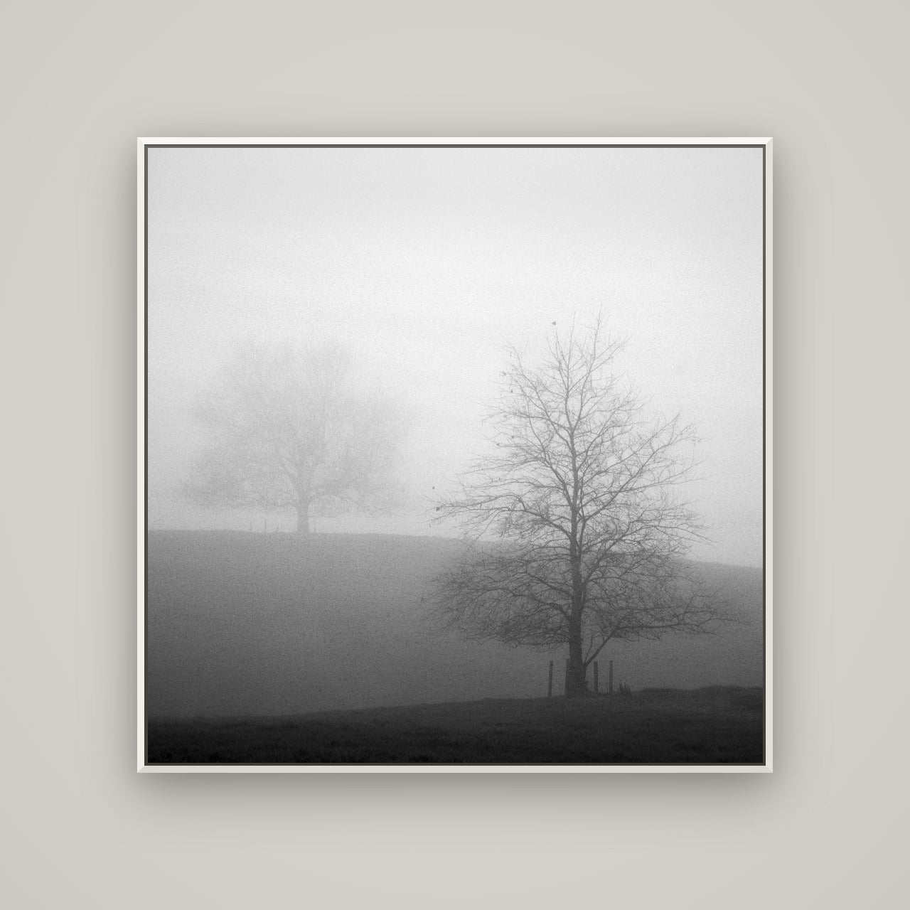 Misty Encounter, Waikato — Basel White, 120×120 cm. New Zealand fine art wall art by Stephen Milner.