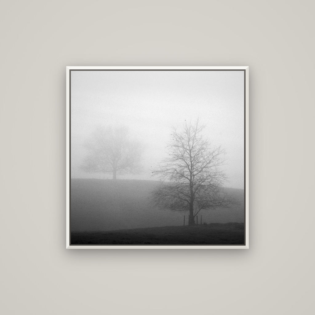 Misty Encounter, Waikato — Basel White, 80×80 cm. New Zealand fine art wall art by Stephen Milner.