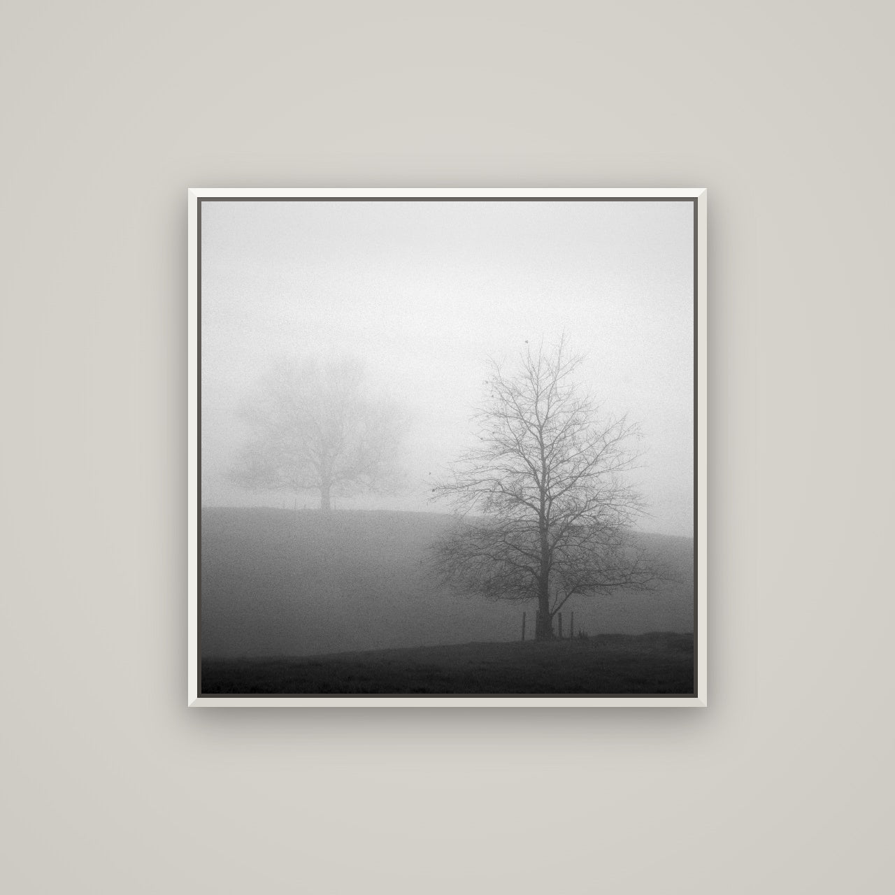 Misty Encounter, Waikato — Basel White, 80×80 cm. New Zealand fine art wall art by Stephen Milner.