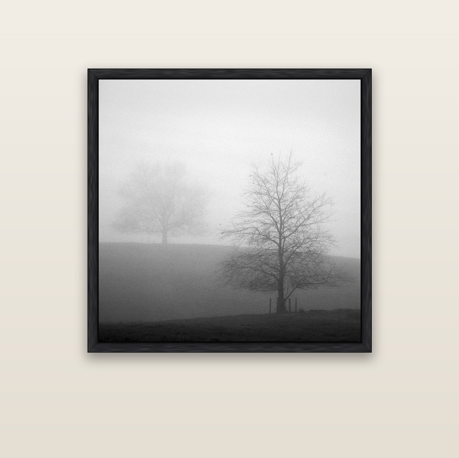 Misty Encounter, Waikato — black float frame canvas, 102 × 102 cm. New Zealand fine art landscape wall art by Stephen Milner.