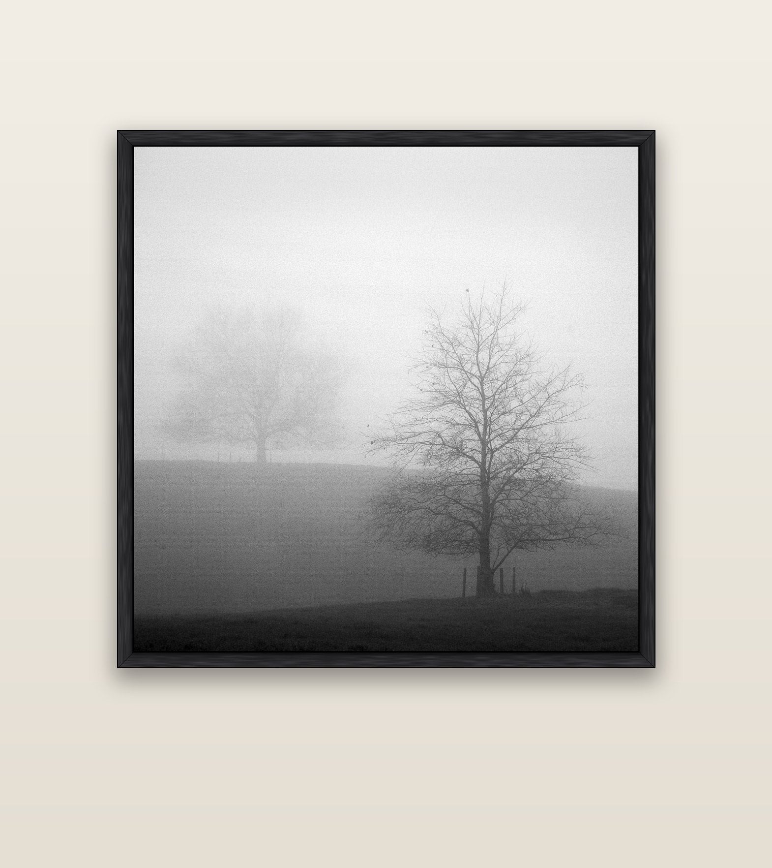 Misty Encounter, Waikato — black float frame canvas, 127 × 127 cm. New Zealand fine art landscape wall art by Stephen Milner.