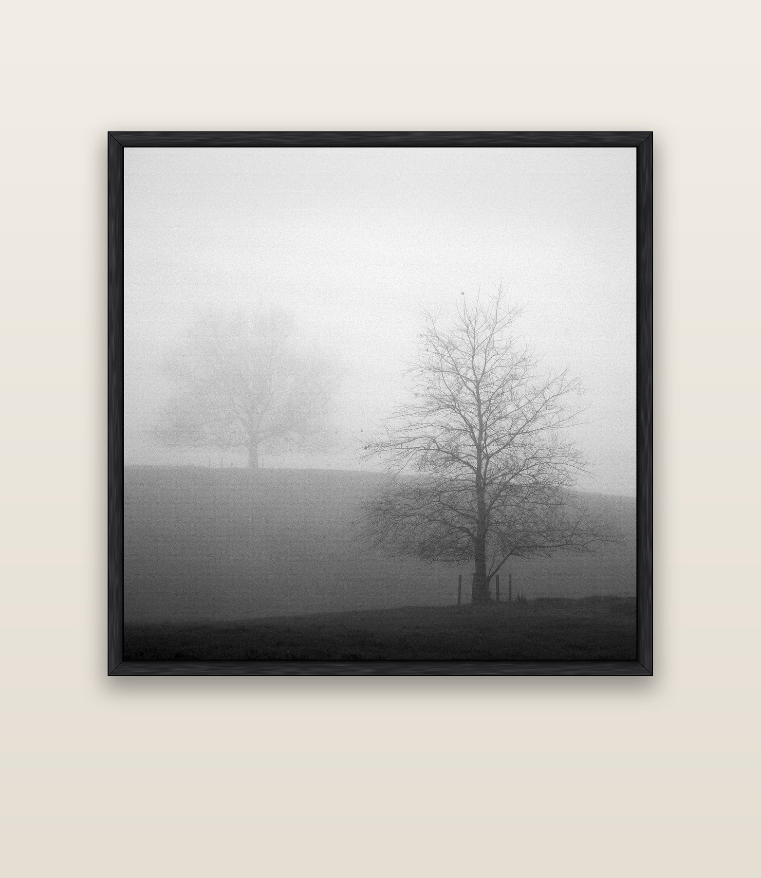 Misty Encounter, Waikato — black float frame canvas, 133 × 133 cm. New Zealand fine art landscape wall art by Stephen Milner.